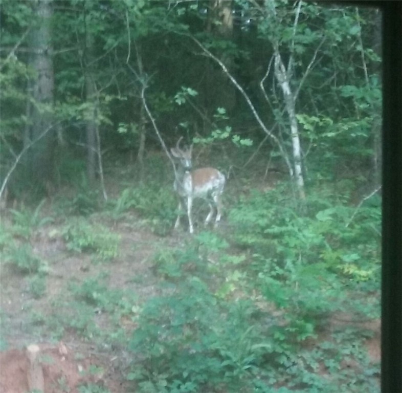 Xx Verner Mill Road Mountain Rest, SC 29664 - Photo 3 of 4 Gallery Image 3