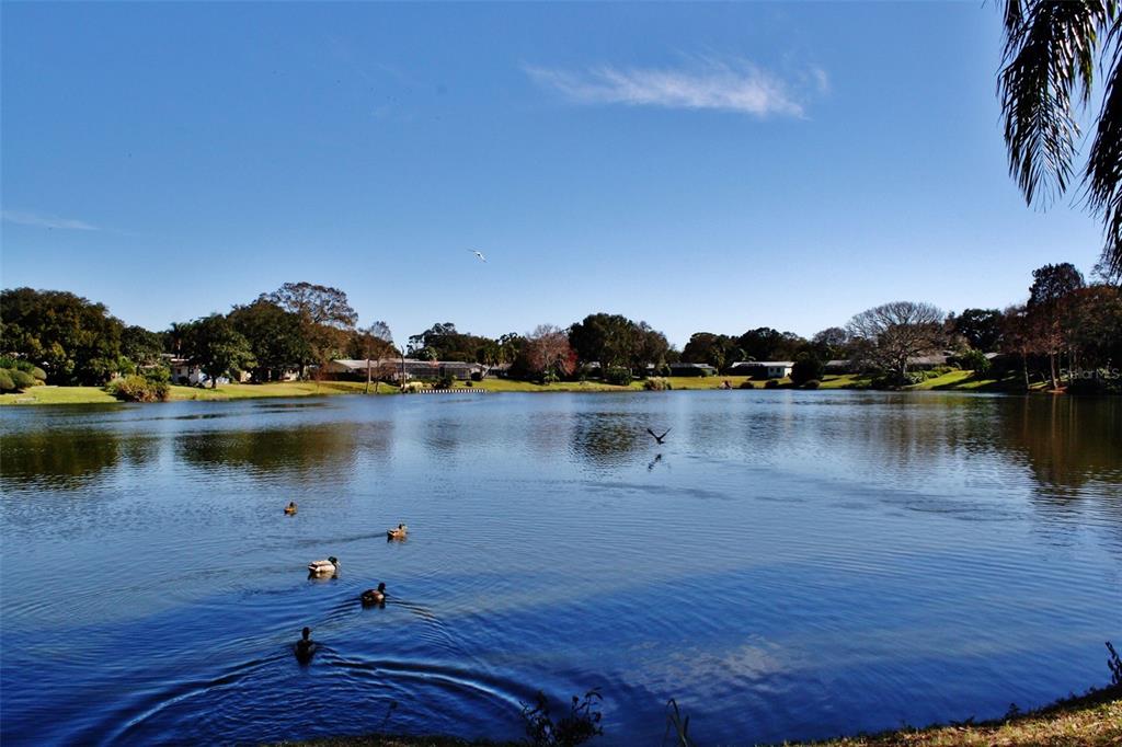 1218 Taylor Avenue Dunedin, FL 34698 - Photo 29 of 53 a view of a lake with houses