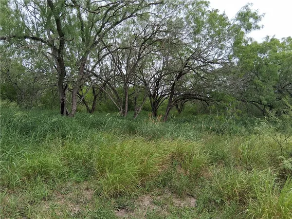 a big yard with lots of green space and deers