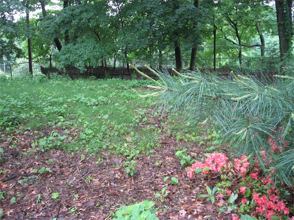 47 Algonquin Road Newton, MA 02467 - Photo 14 of 15 a backyard of a house with lots of green space
