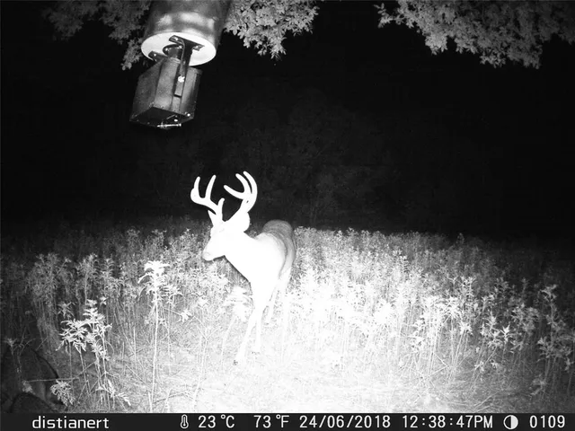 a view of a forest with trees