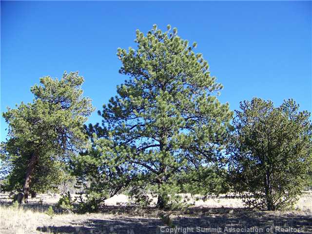 582 Yellowstone Road Hartsel, CO 80449 - Photo 1 of 9 Land/Lot.