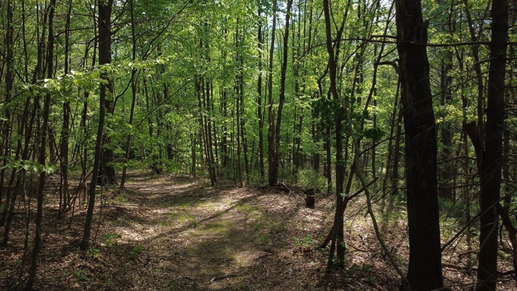 32 Hollow Road Wales, MA 01081 - Photo 16 of 35 a view of outdoor space and trees