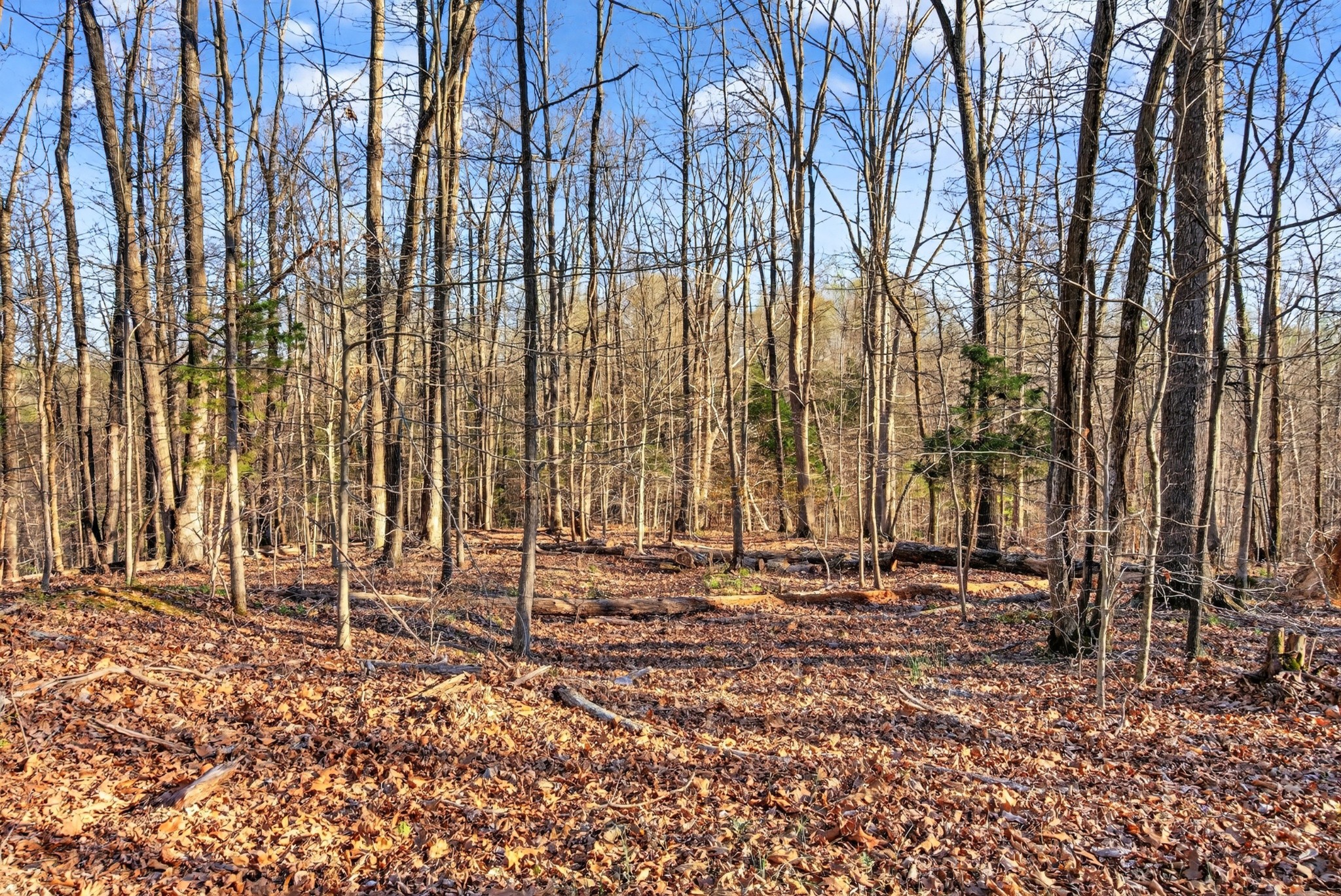 2862 Benton Ridge Road Palmyra, TN 37142 - Photo 88 of 99