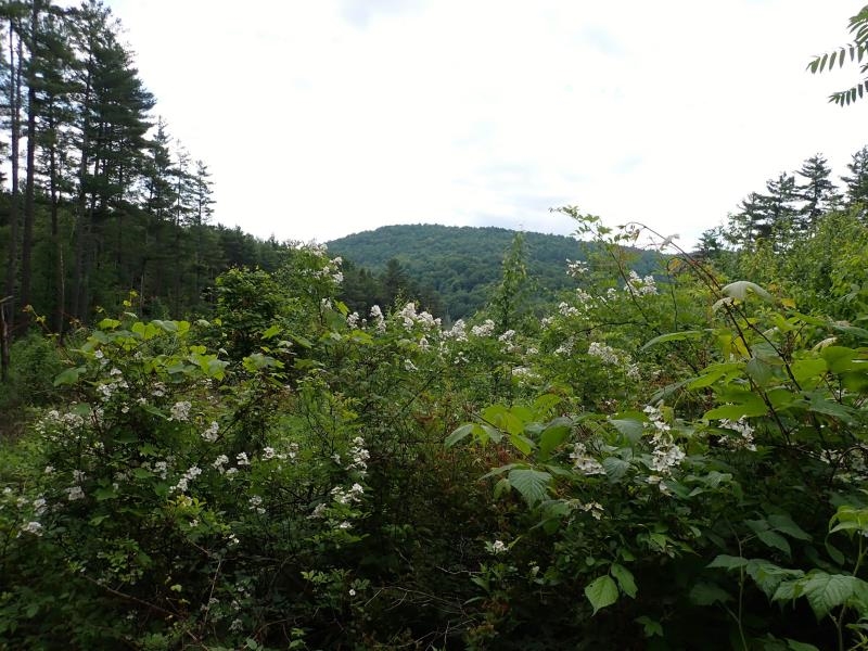 0 Marshall Phillips Road Brandon, VT 05733 - Photo 12 of 27