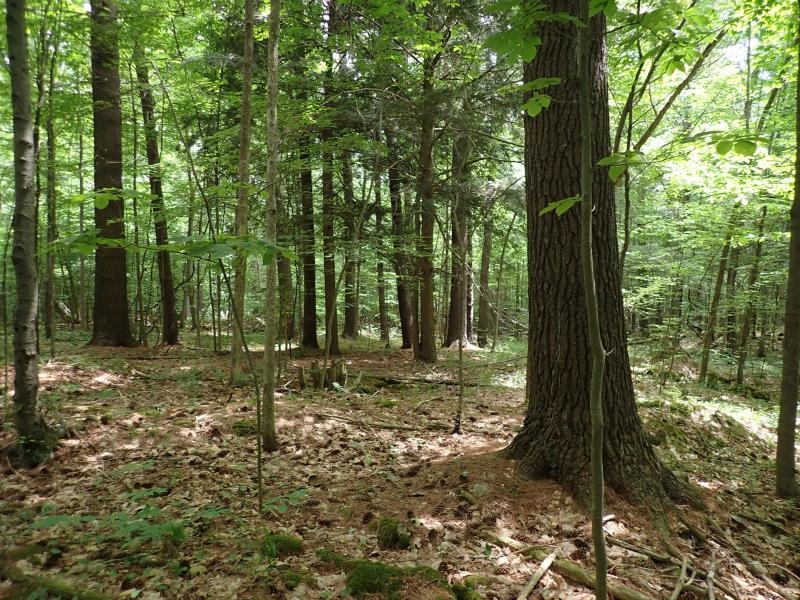 0 Marshall Phillips Road Brandon, VT 05733 - Photo 17 of 27