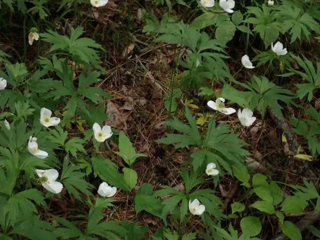 $387,000 | 0 Marshall Phillips Road, Brandon, VT 05733