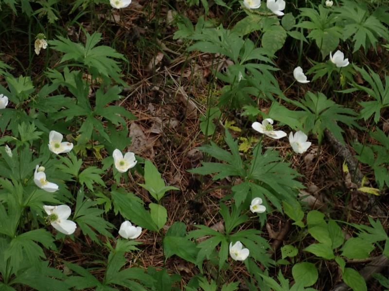 0 Marshall Phillips Road Brandon, VT 05733 - Photo 22 of 27