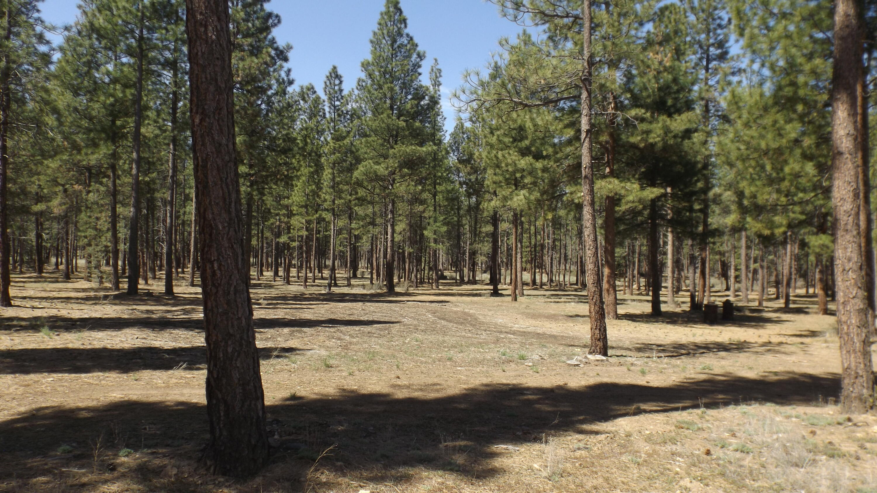 26949 Freemont Road Sprague River, OR 97639 - Photo 57 of 69 Forest