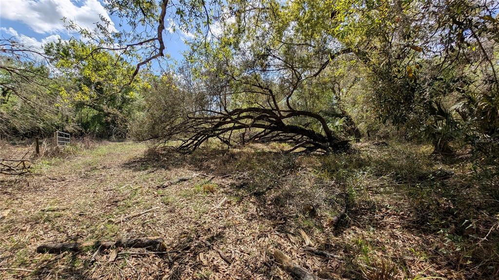 Gillette Road Zolfo Springs, FL 33890 - Photo 12 of 86 Gallery Image 12