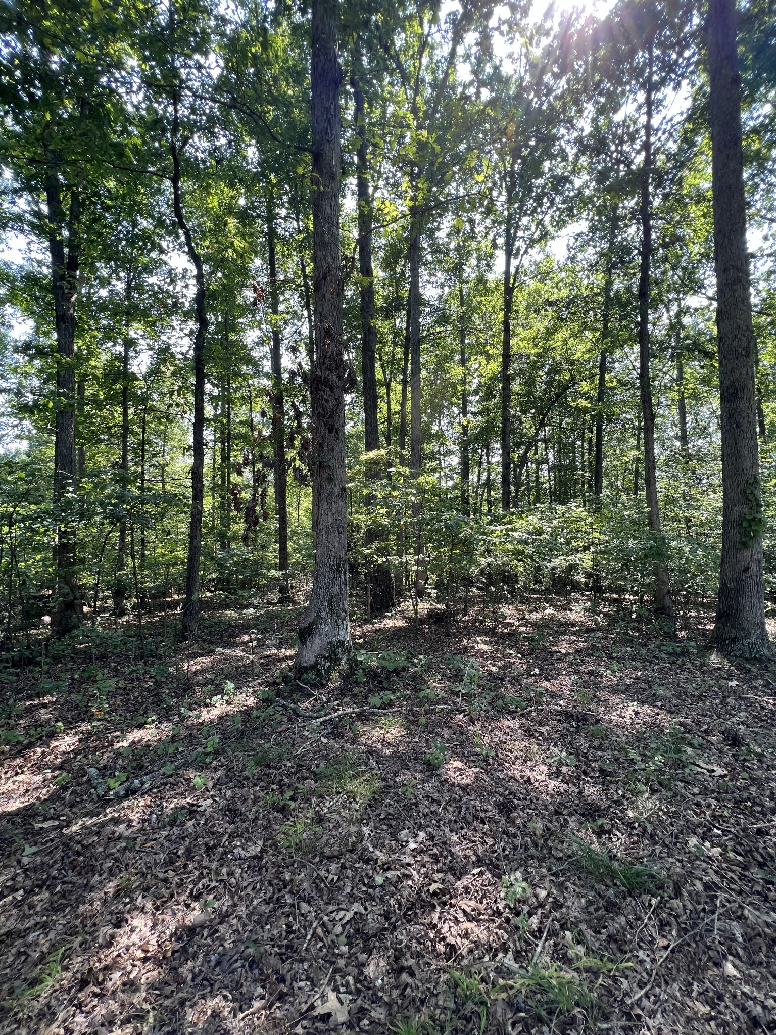 274 Running Meadows Road Portland, TN 37148 - Photo 13 of 24 a view of a forest with trees