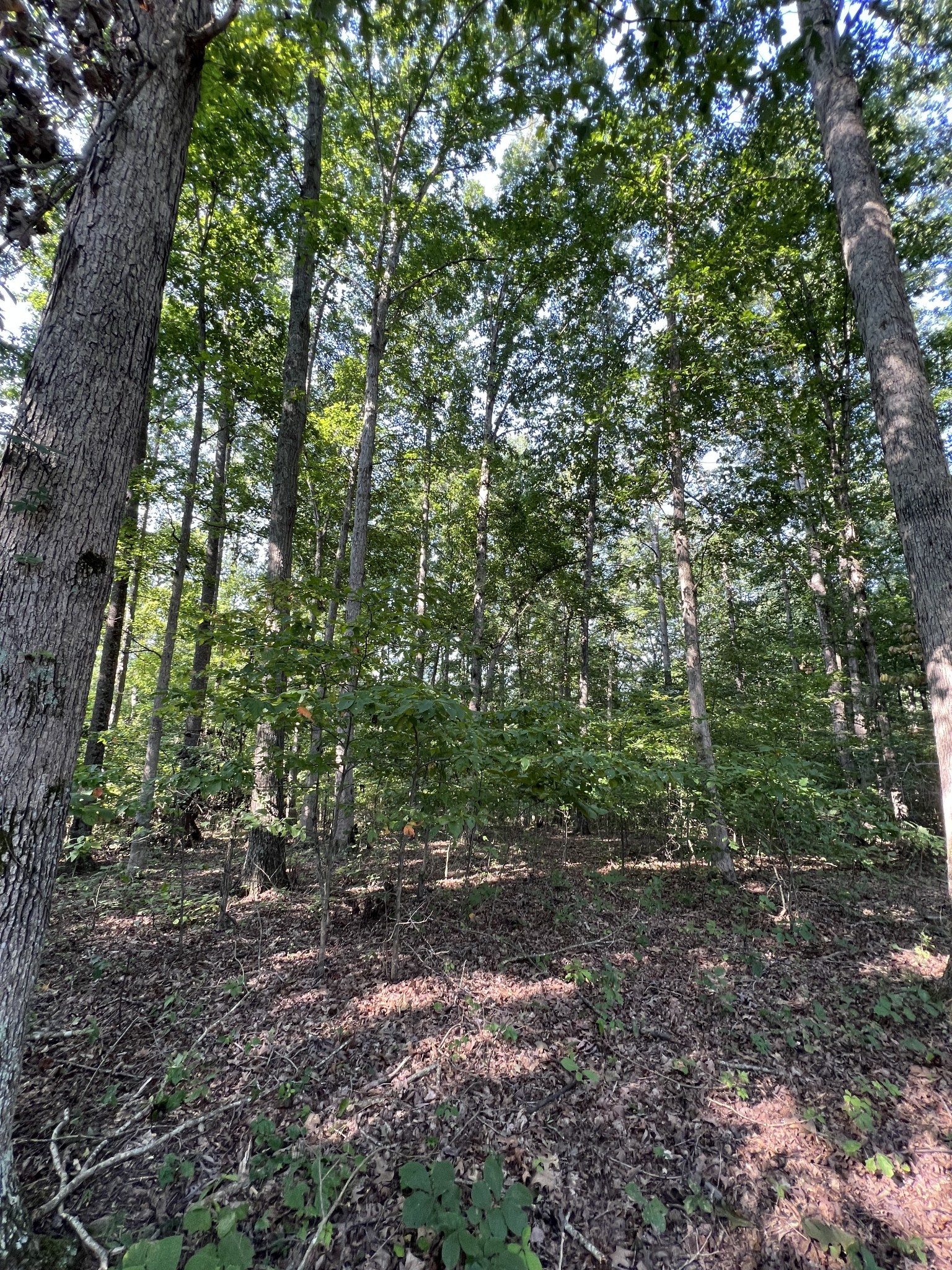 274 Running Meadows Road Portland, TN 37148 - Photo 23 of 24 a view of a forest that has large trees