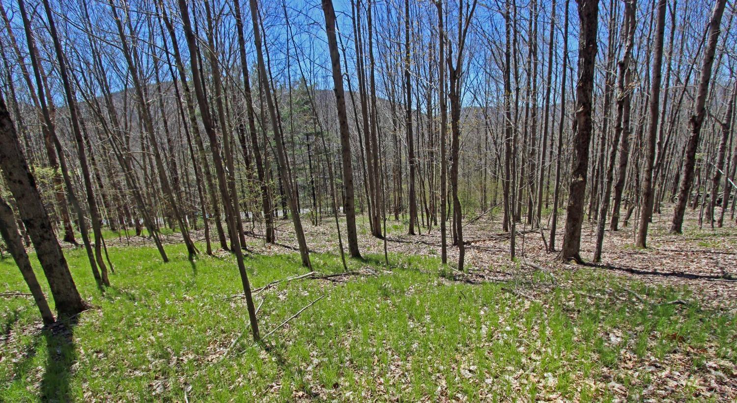 0 Vega Mountain Road Roxbury, NY 12474 - Photo 1 of 1