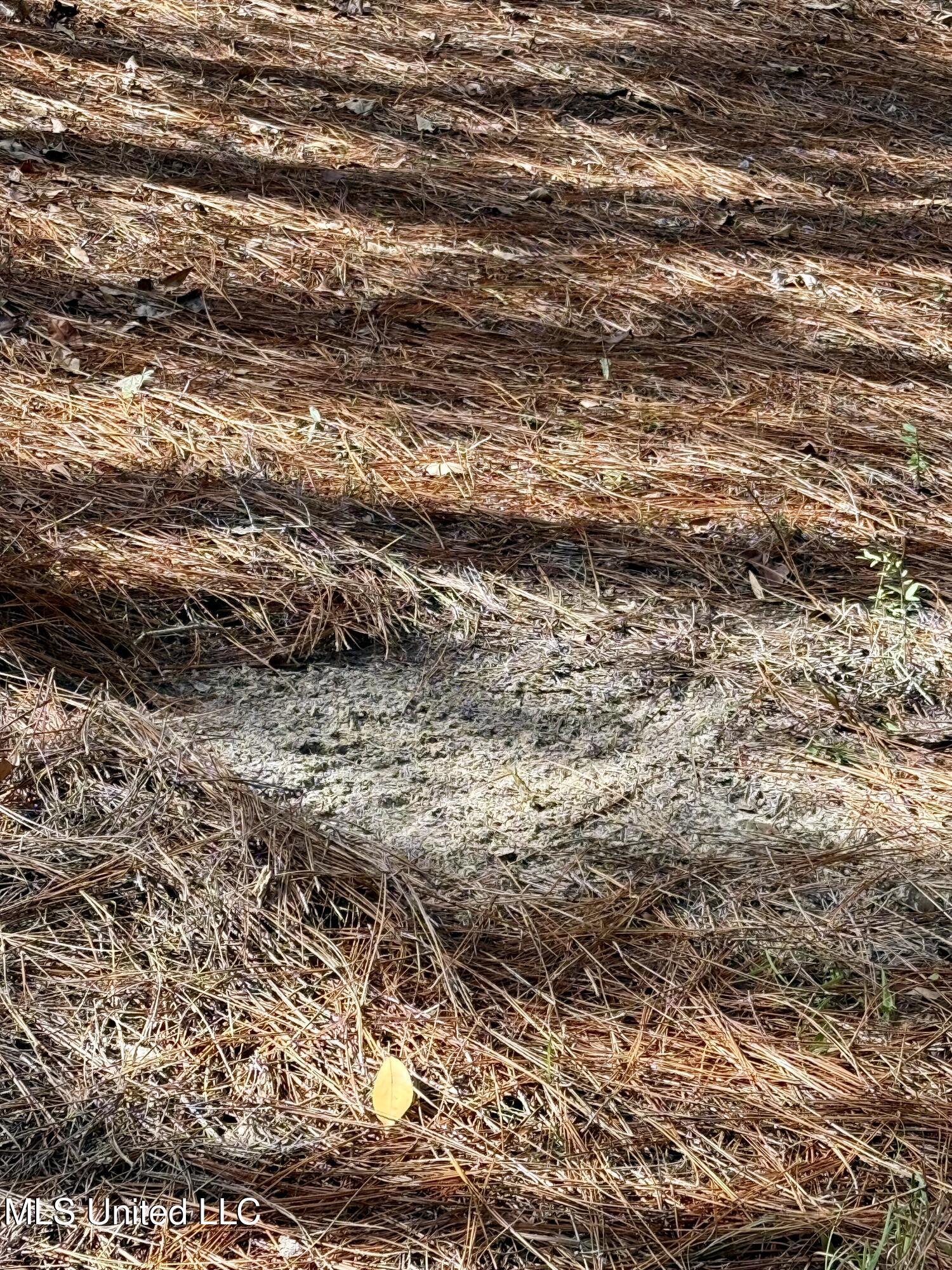 3947 Purvis Columbia Road Purvis, MS 39475 - Photo 31 of 44 IMG_9235