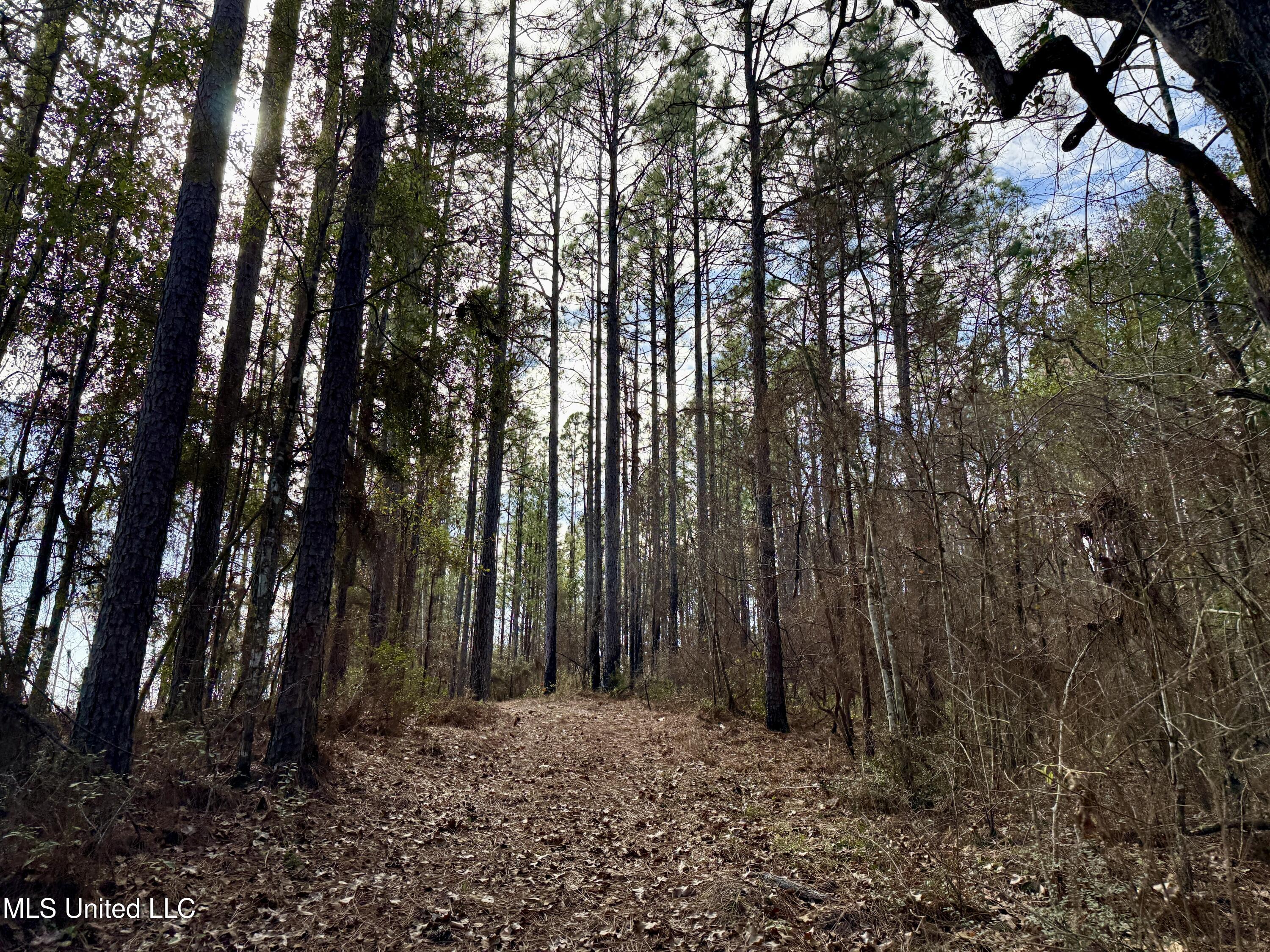 3947 Purvis Columbia Road Purvis, MS 39475 - Photo 32 of 44 IMG_9232