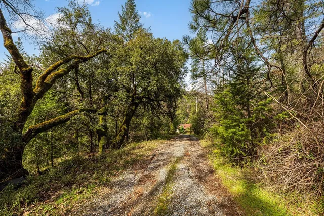 a view of a yard with a tree