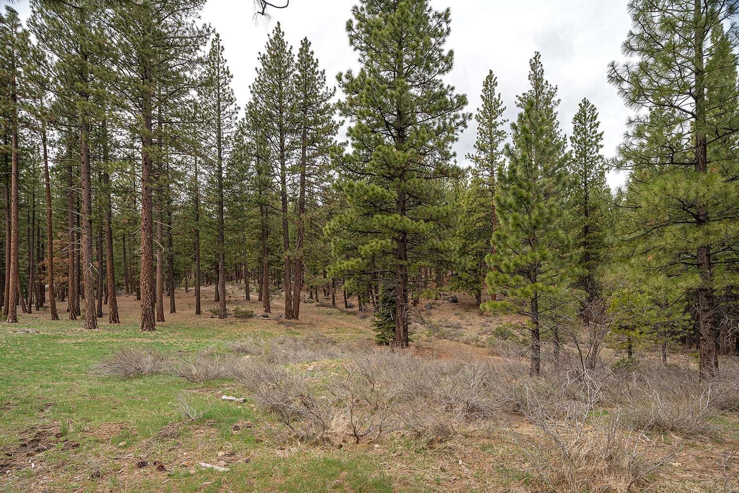 318 Coates Avenue Calpine, CA 96124 - Photo 18 of 21 a view of a park with large trees