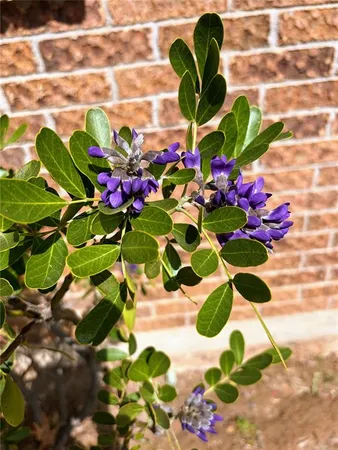 a view of outdoor space and yard