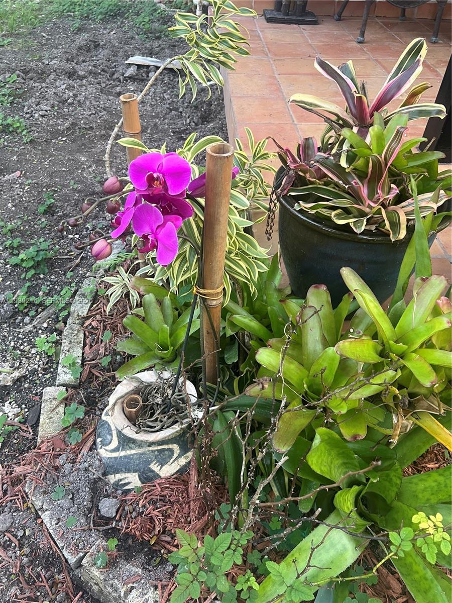 17540 Southwest 254th Street Homestead, FL 33031 - Photo 26 of 85 a view of a flower in a garden