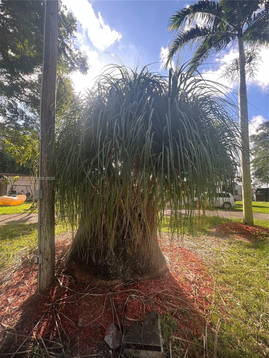 17540 Southwest 254th Street Homestead, FL 33031 - Photo 46 of 85 a view of backyard with tree