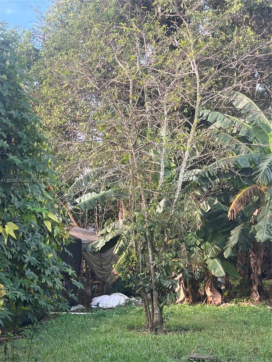 17540 Southwest 254th Street Homestead, FL 33031 - Photo 59 of 85 a view of a big yard with plants and large trees