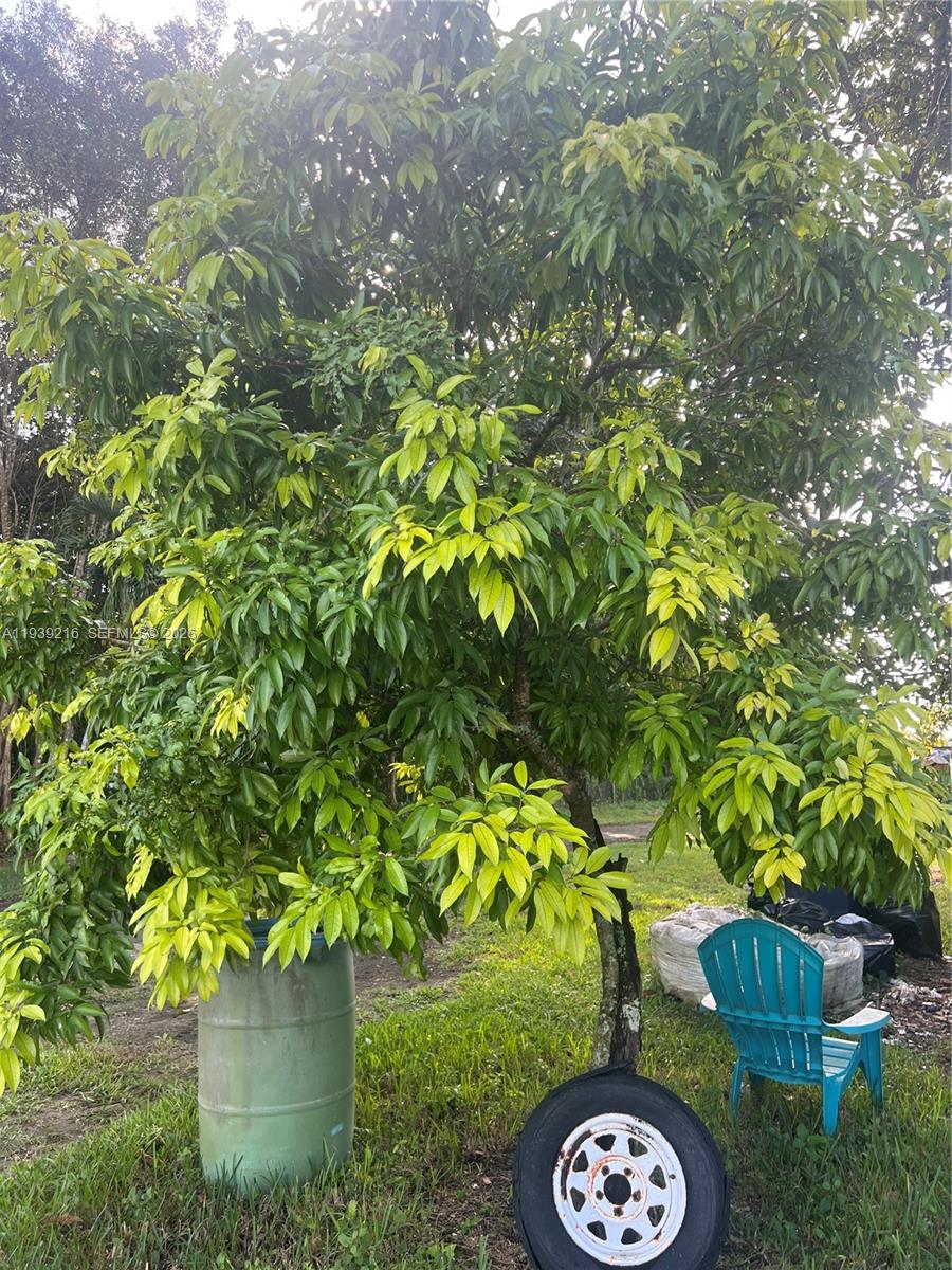 17540 Southwest 254th Street Homestead, FL 33031 - Photo 65 of 85 a view of a tree in a yard