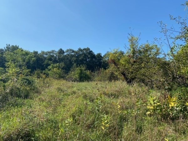 a view of a lush green space