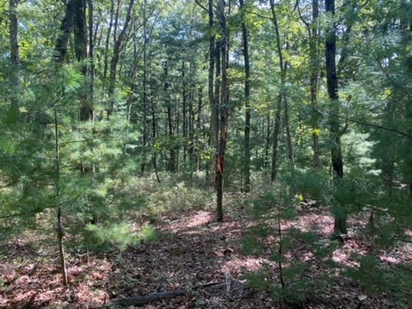 126 Dodge Hill Road Sutton, MA 01590 - Photo 11 of 13 a view of outdoor space and green space
