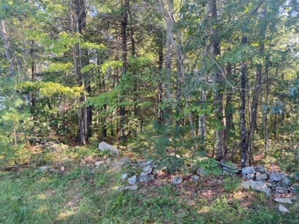 126 Dodge Hill Road Sutton, MA 01590 - Photo 12 of 13 a view of a forest with trees