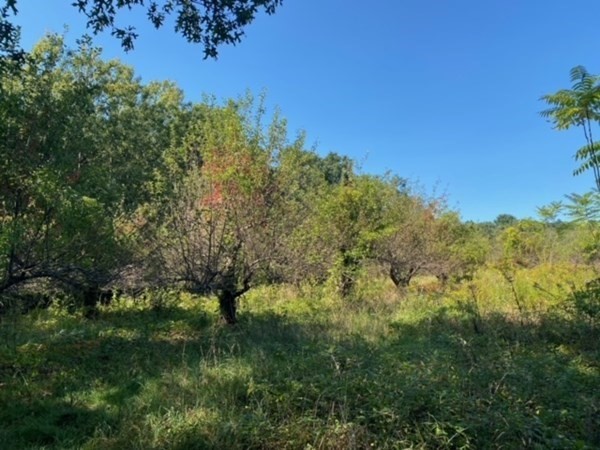 126 Dodge Hill Road Sutton, MA 01590 - Photo 3 of 13 a view of a lush green forest