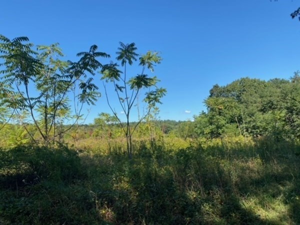 126 Dodge Hill Road Sutton, MA 01590 - Photo 5 of 13 a view of a tree