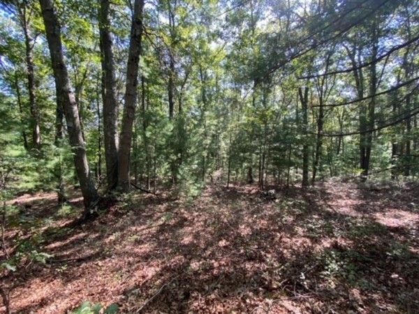 126 Dodge Hill Road Sutton, MA 01590 - Photo 6 of 13 a view of a forest with trees in the background