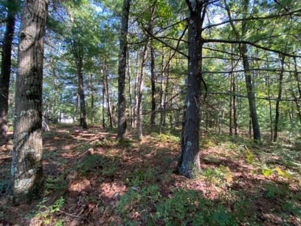 126 Dodge Hill Road Sutton, MA 01590 - Photo 8 of 13 a view of outdoor space and trees