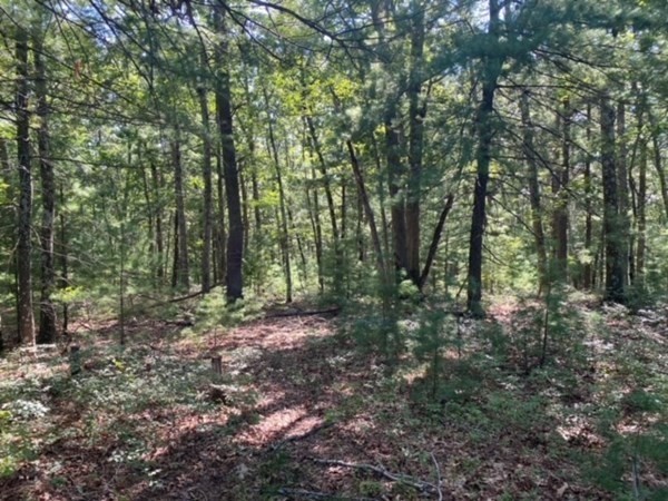 126 Dodge Hill Road Sutton, MA 01590 - Photo 9 of 13 a view of a forest with trees in the background