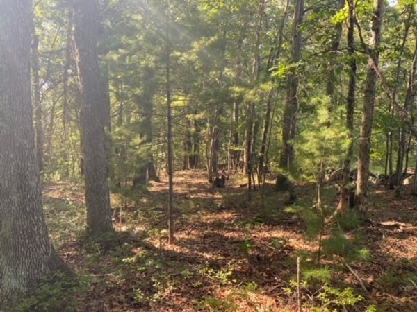 126 Dodge Hill Road Sutton, MA 01590 - Photo 10 of 13 a view of a forest with trees