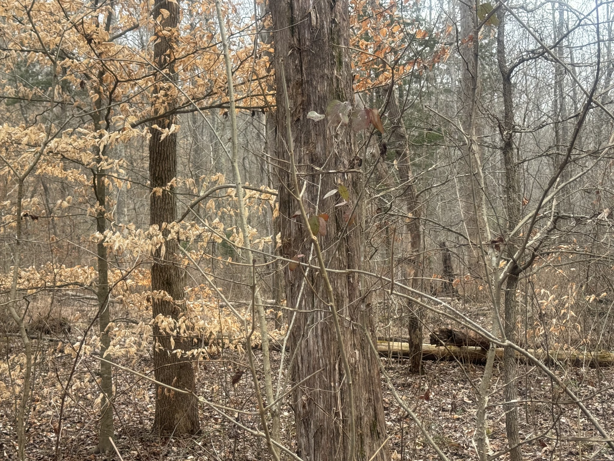 323 Graham Road Cumberland City, TN 37050 - Photo 10 of 27