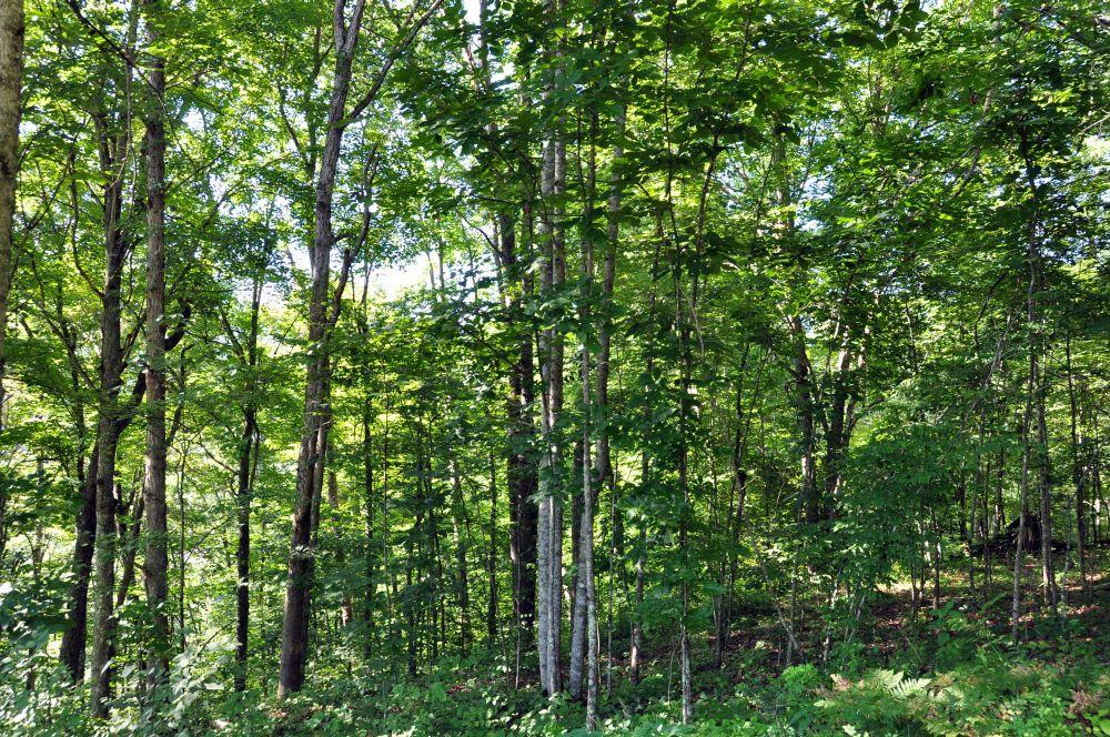 Cox Branch Road Meadow Bridge, WV 25976 - Photo 12 of 19 Gallery Image 12