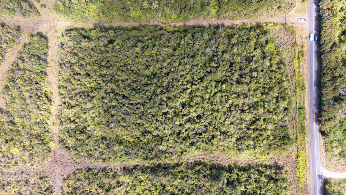 4 North Glenwood Road Mountain View, HI 96771 - Photo 4 of 7 a close up of a plant