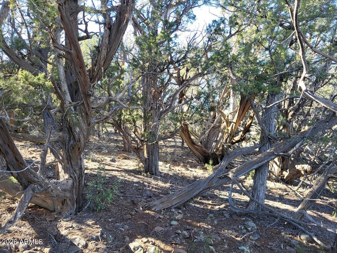 918 Wolf Road, Unit 918 Williams, AZ 86046 - Photo 8 of 18 6a2ae9a0-5ec2-4fd0-9916-39888c3d037d