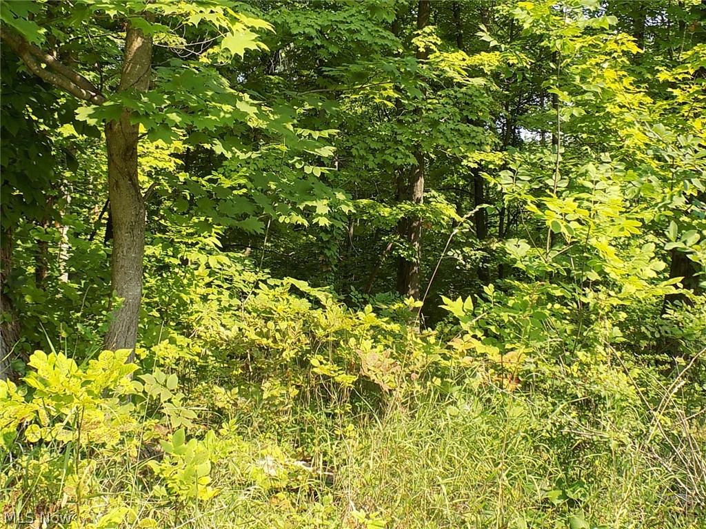 Drake Road Strongsville, OH 44136 - Photo 9 of 20 View of local wilderness