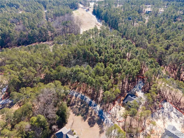 a view of a forest that has a tree