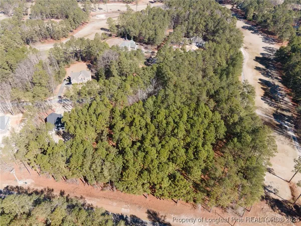 a view of a forest with a tree