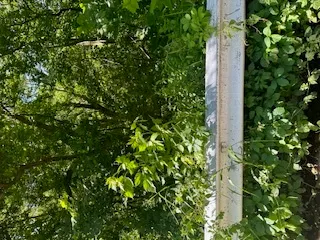 a view of a tree with a plant