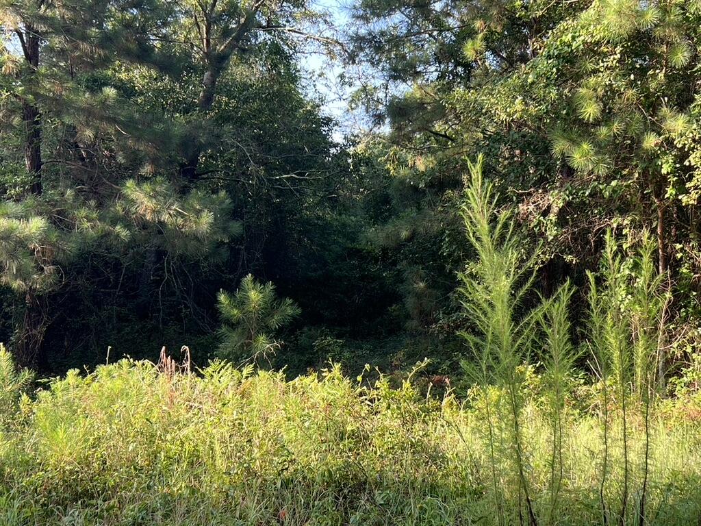 0 Archie Ware Road Trenton, SC 29847 - Photo 3 of 7