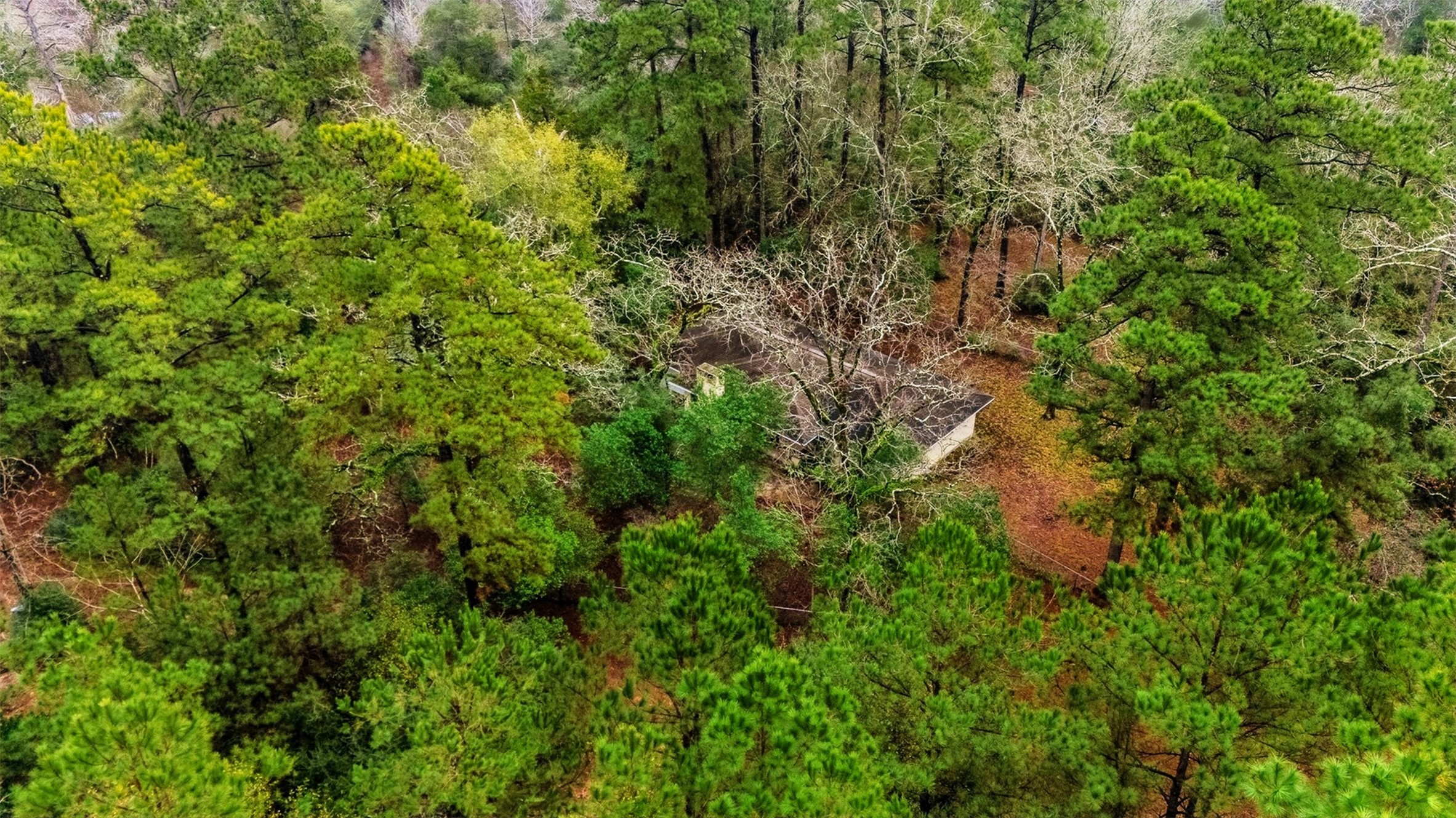 401 Turner Cemetery Road Livingston, TX 77351 - Photo 27 of 34 a view of a lush green forest
