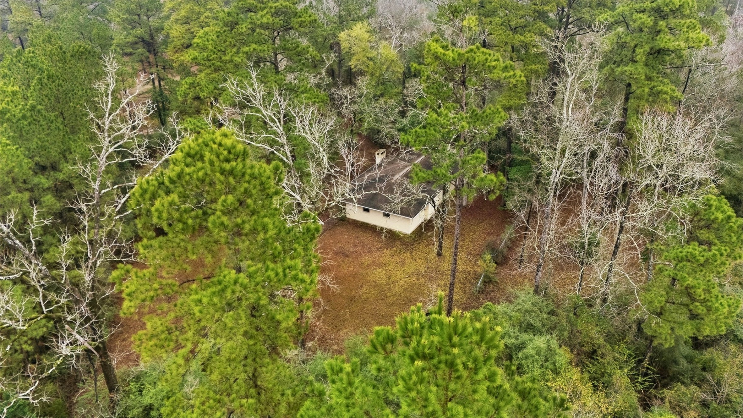 401 Turner Cemetery Road Livingston, TX 77351 - Photo 31 of 34 view of a yard with plants and large trees