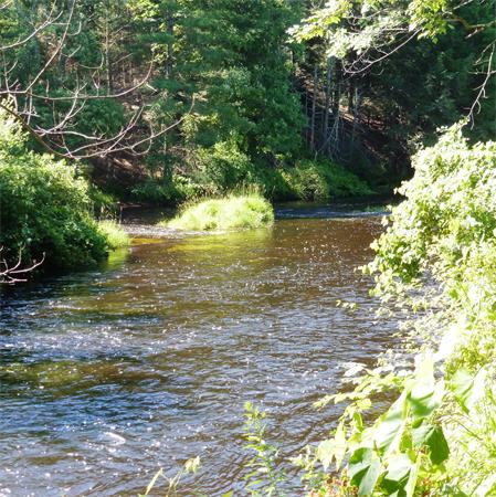 88 River Run Road Hardwick, MA 01031 - Photo 5 of 30 a view of a yard
