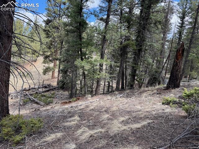 472 Pinewood Road Florissant, CO 80816 - Photo 1 of 7 View of nature