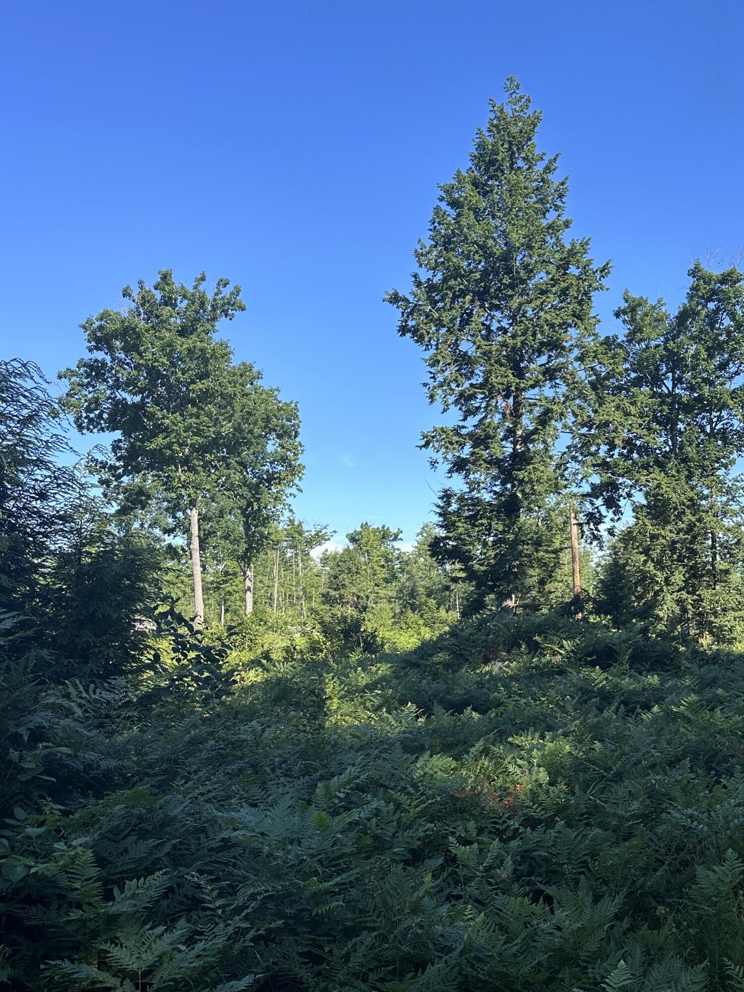 0 Old Ledge Road Lebanon, ME 04027 - Photo 1 of 1 IMG_8682