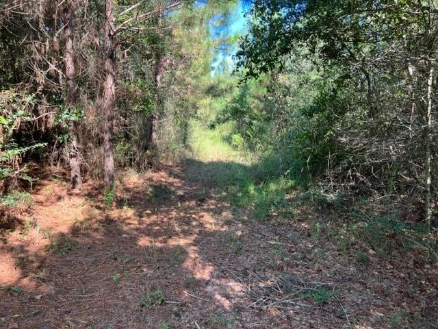 30-ac Union Grove Road Opp, AL 36467 - Photo 21 of 25 Gallery Image 21